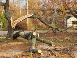 Damage Tree Service