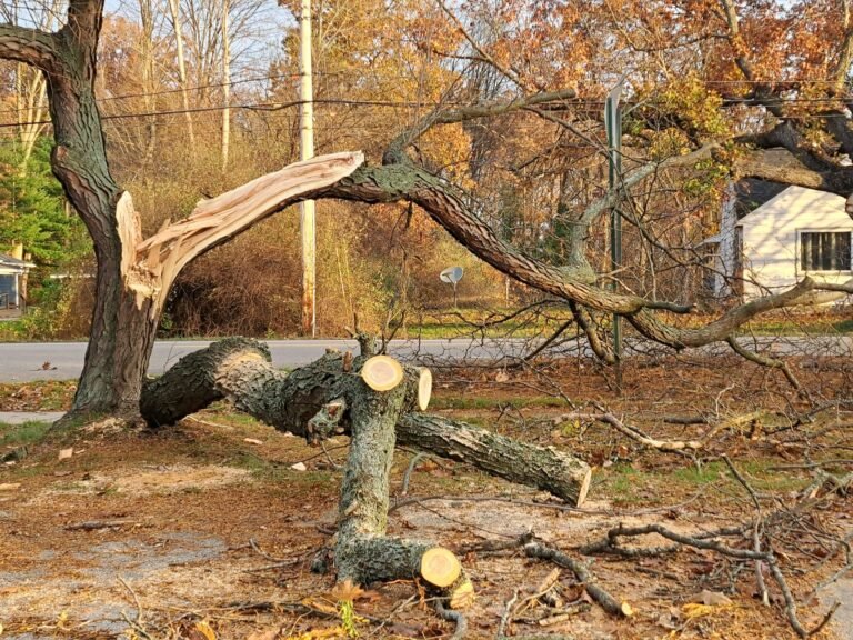 Damage Tree Service