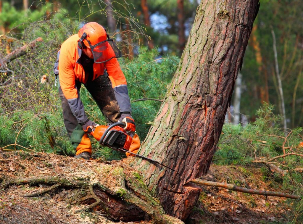 tree removal