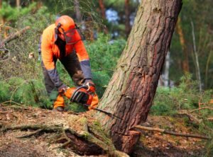 tree removal