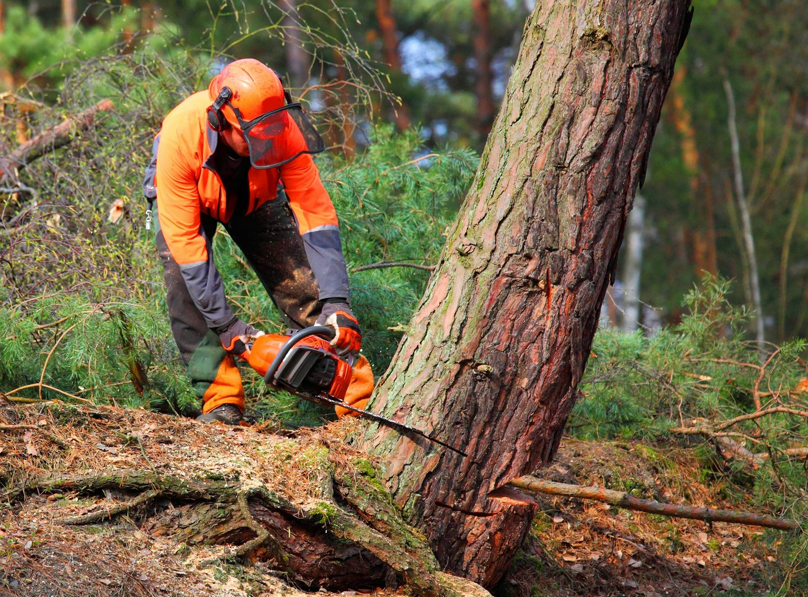 tree removal