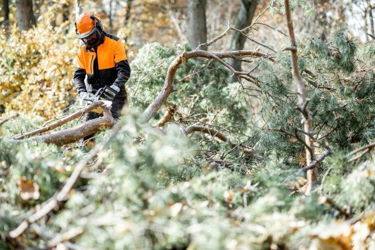 Certified Arborist