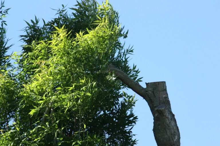 Tree Pruning