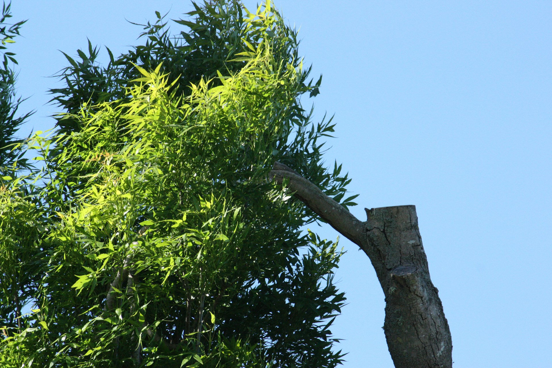 Tree Pruning