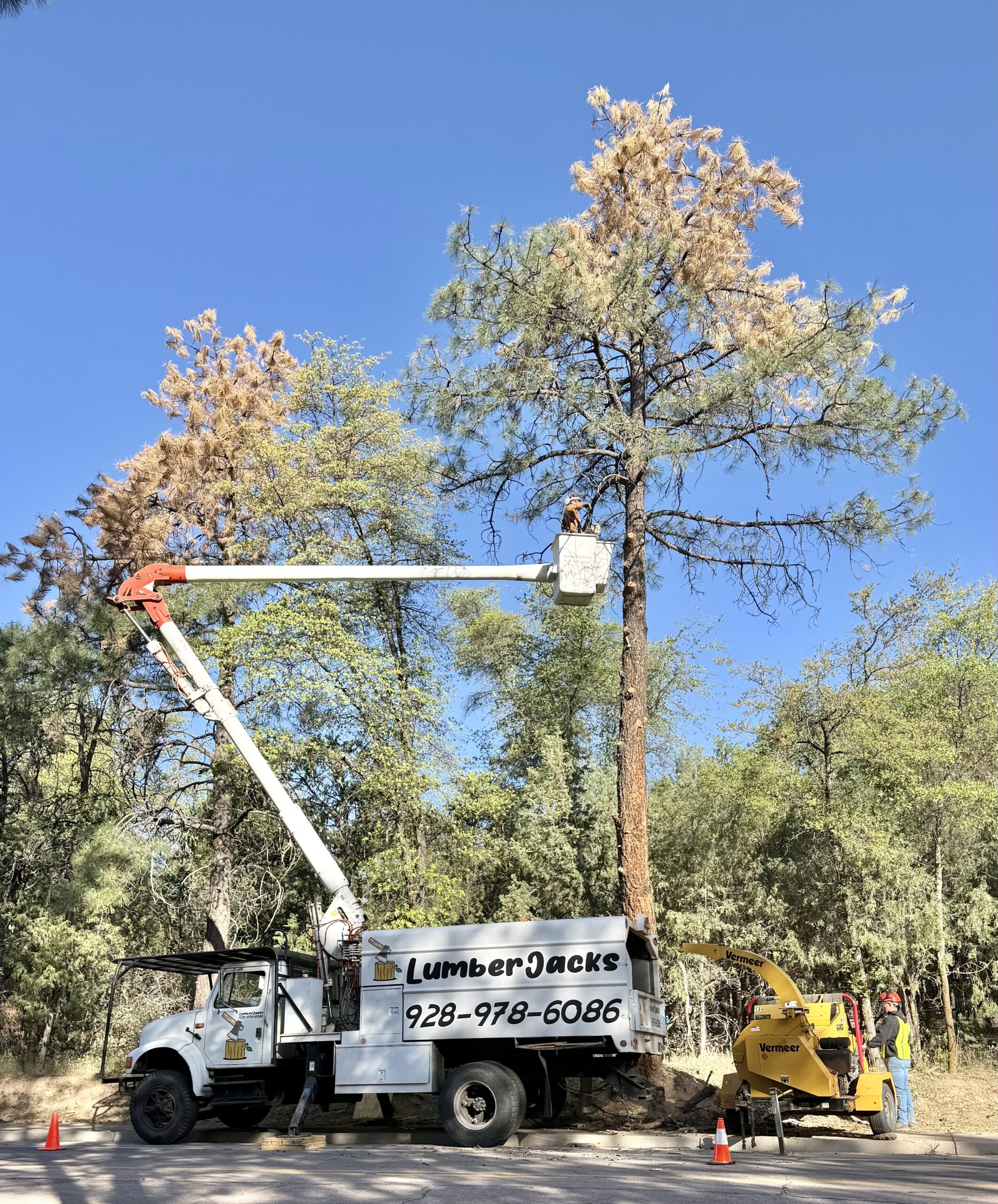 Tree service in Heber AZ
