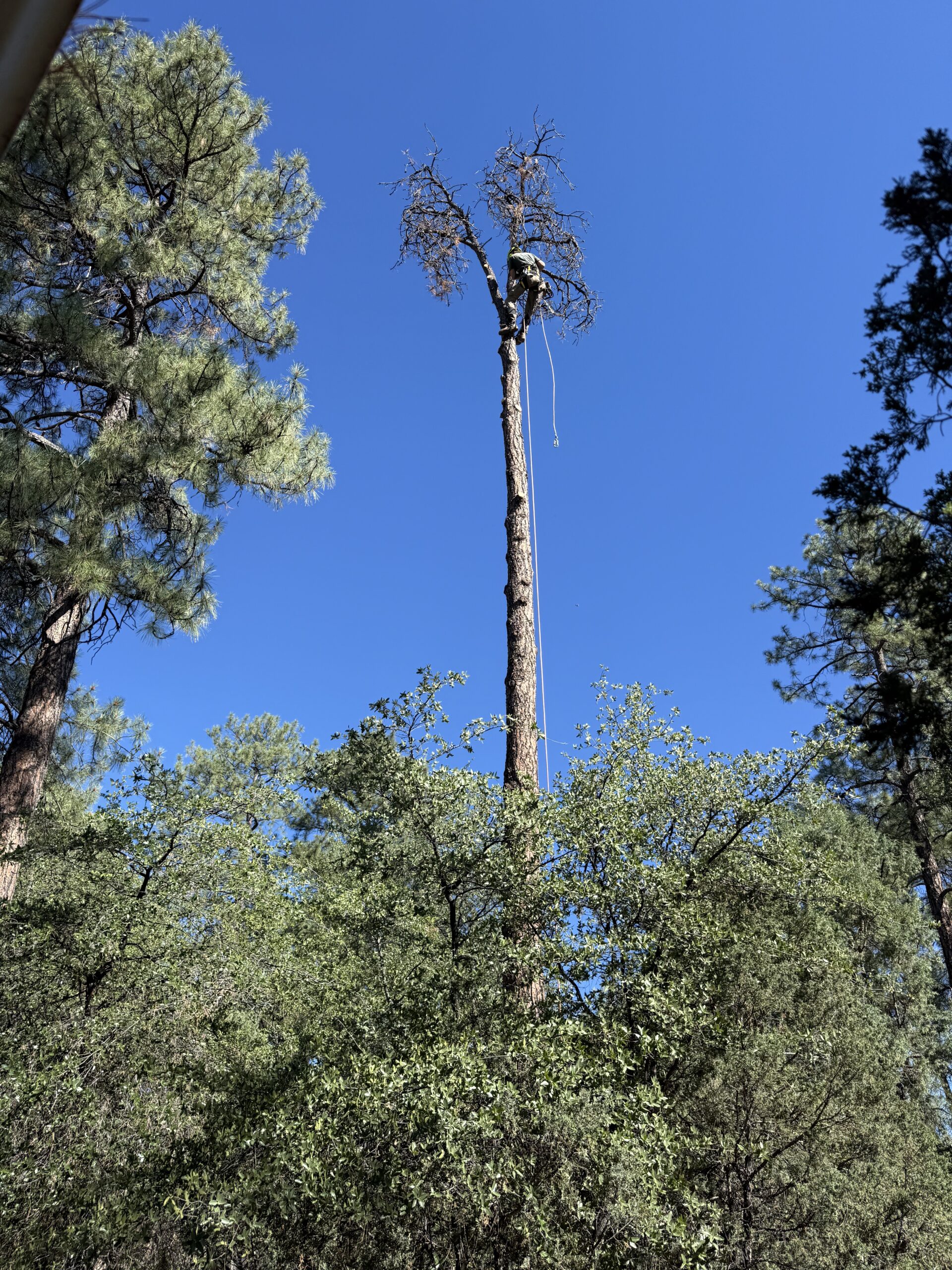 Tree Service in Forest Lakes, AZ