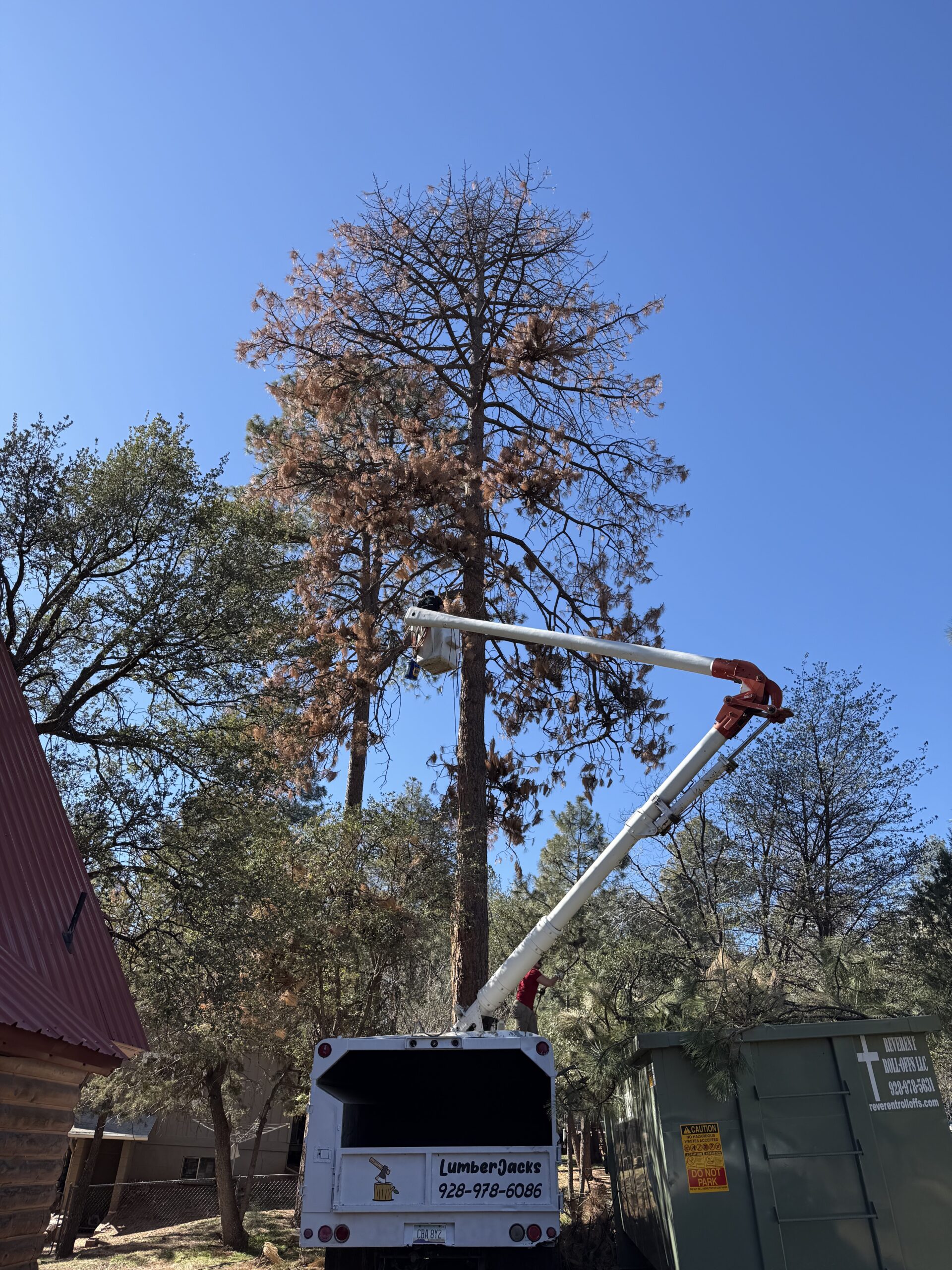 Tree Service in Pine AZ