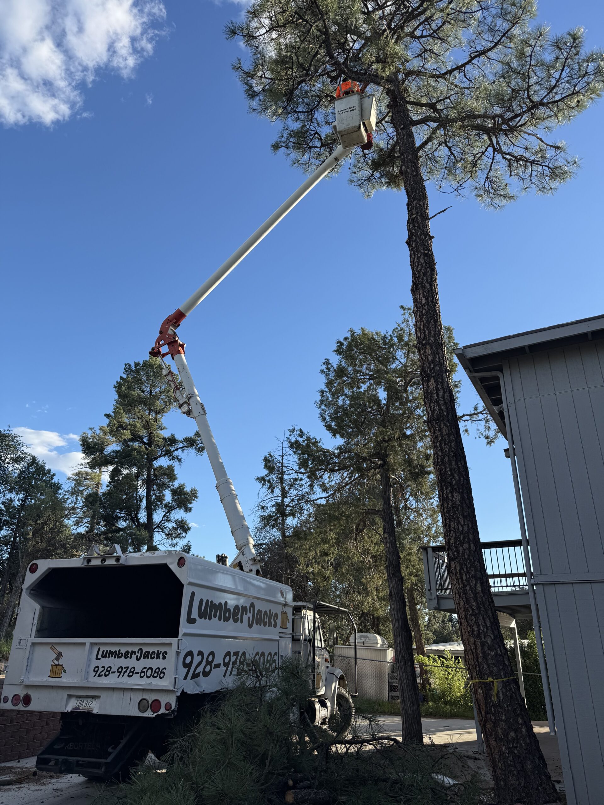 Tree Service in Payson AZ